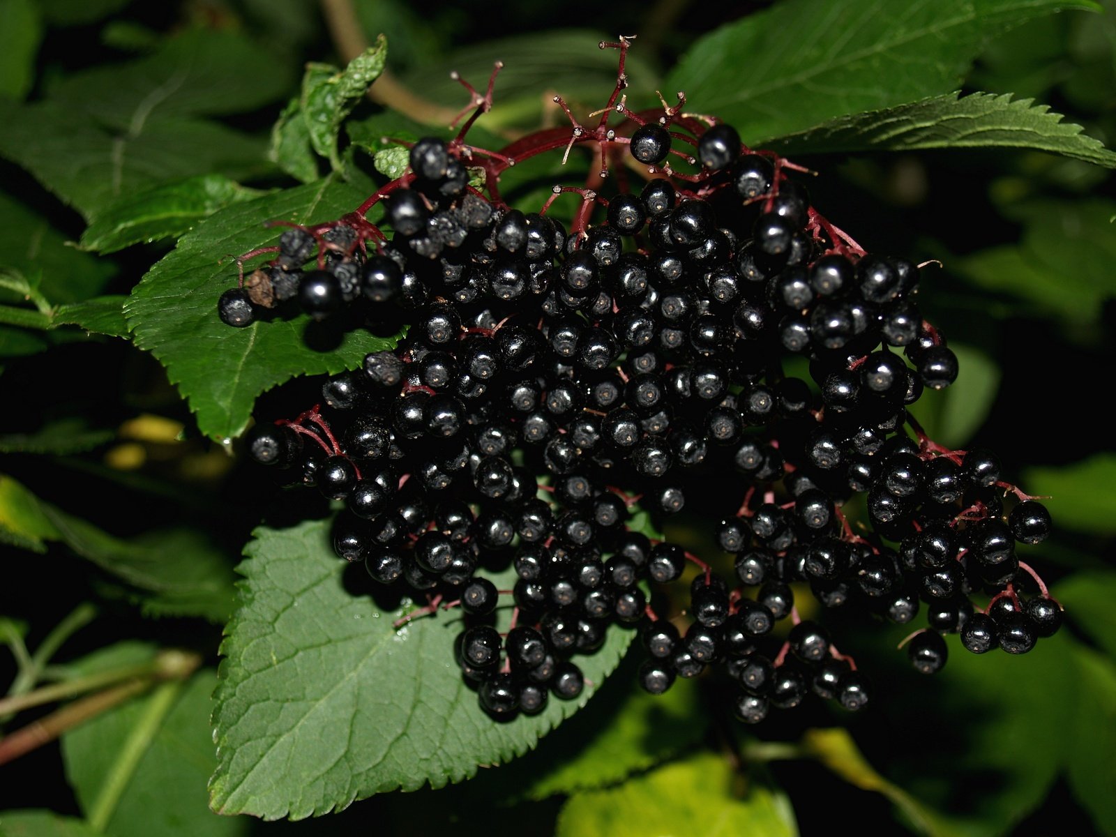 elderberry-1322441